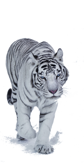 Animal – Tiger