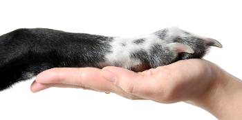 Form: Paw in Hand