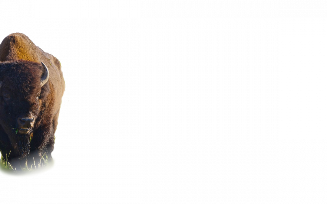 Background – Bison