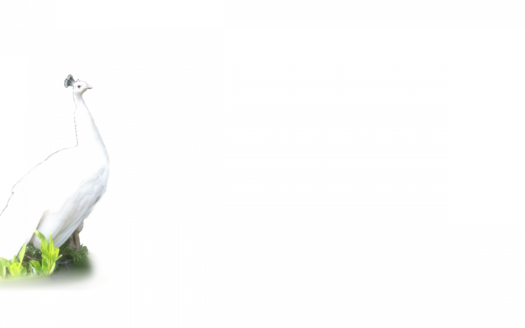 Background – Peacock