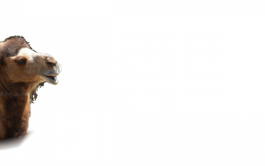 Background – Princess